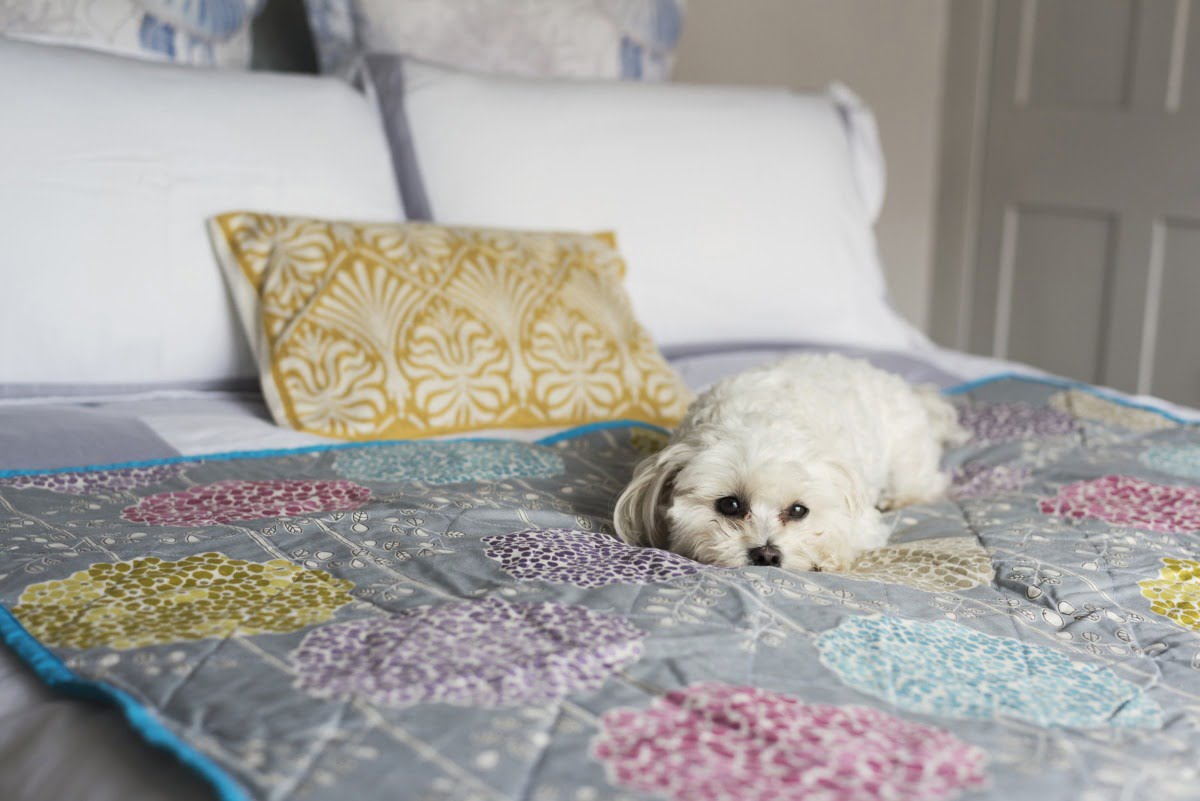 White dog on bed