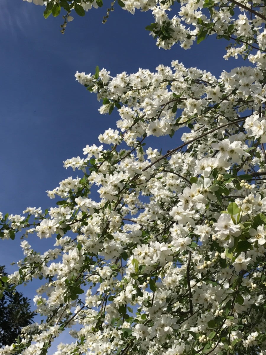 White blossom on trees