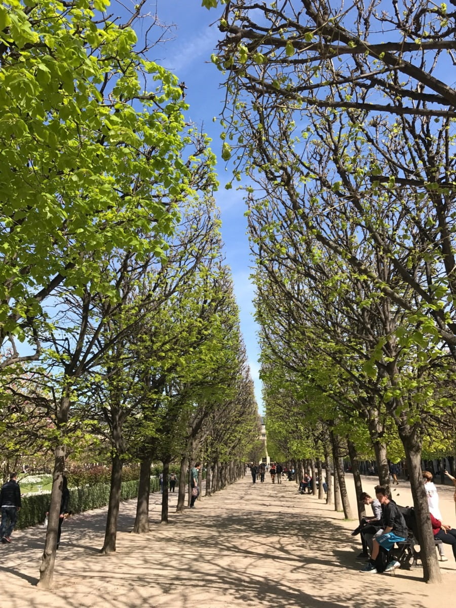 Rows of trees in Paris