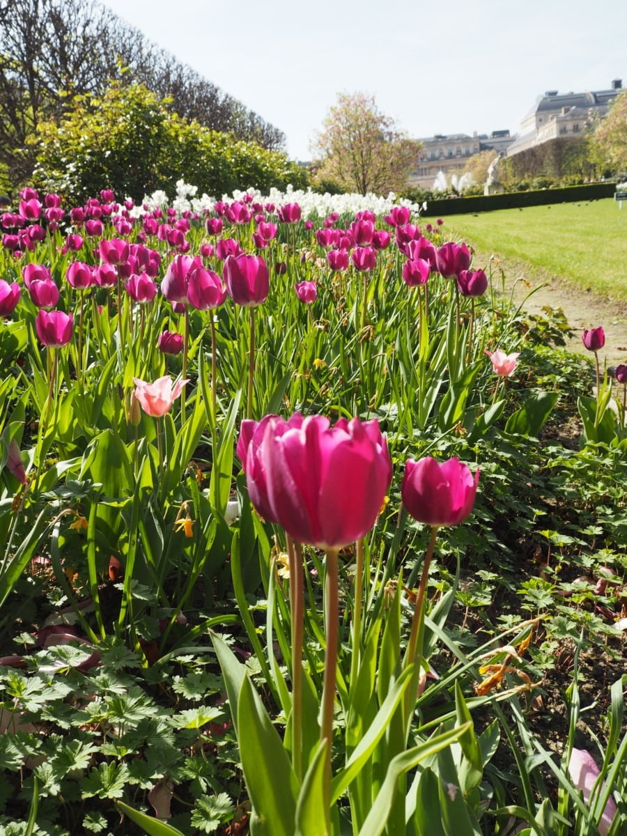 Pink and white tulips