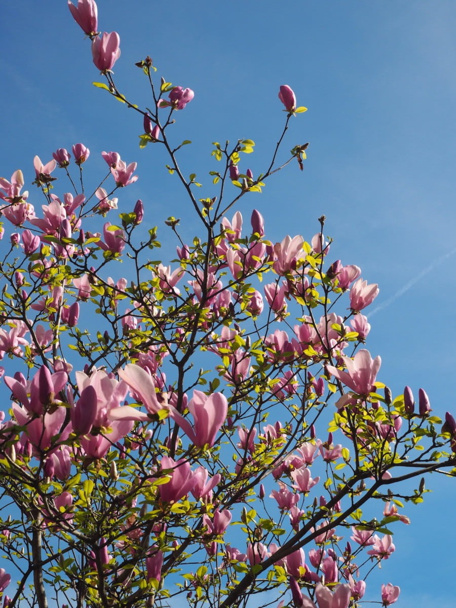 Flowers blooming on trees