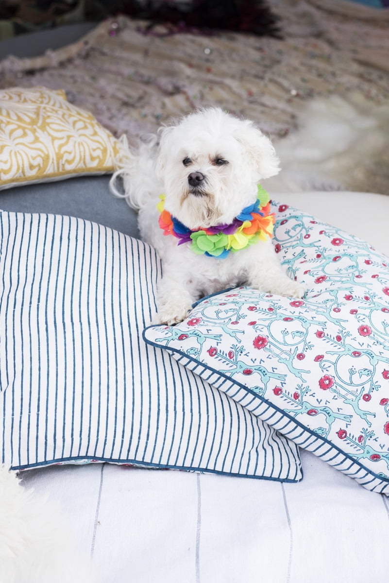 A cute fluffy white dog