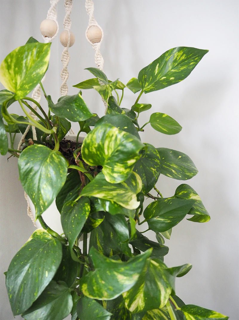 Trailing plants to update your living room