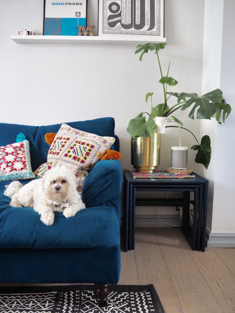 Dog sitting on a sofa