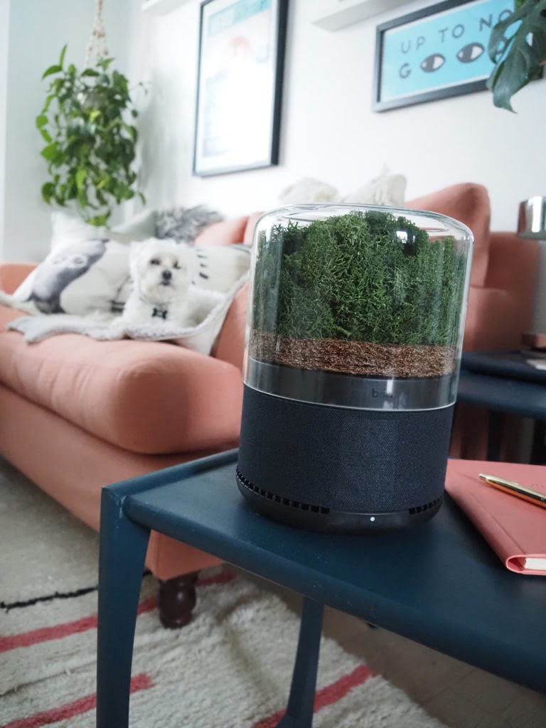 The world's most sustainable air purifier, the Briiv Air Filter harnesses the power of plants to clean the air in your home says interior stylist Maxine Brady