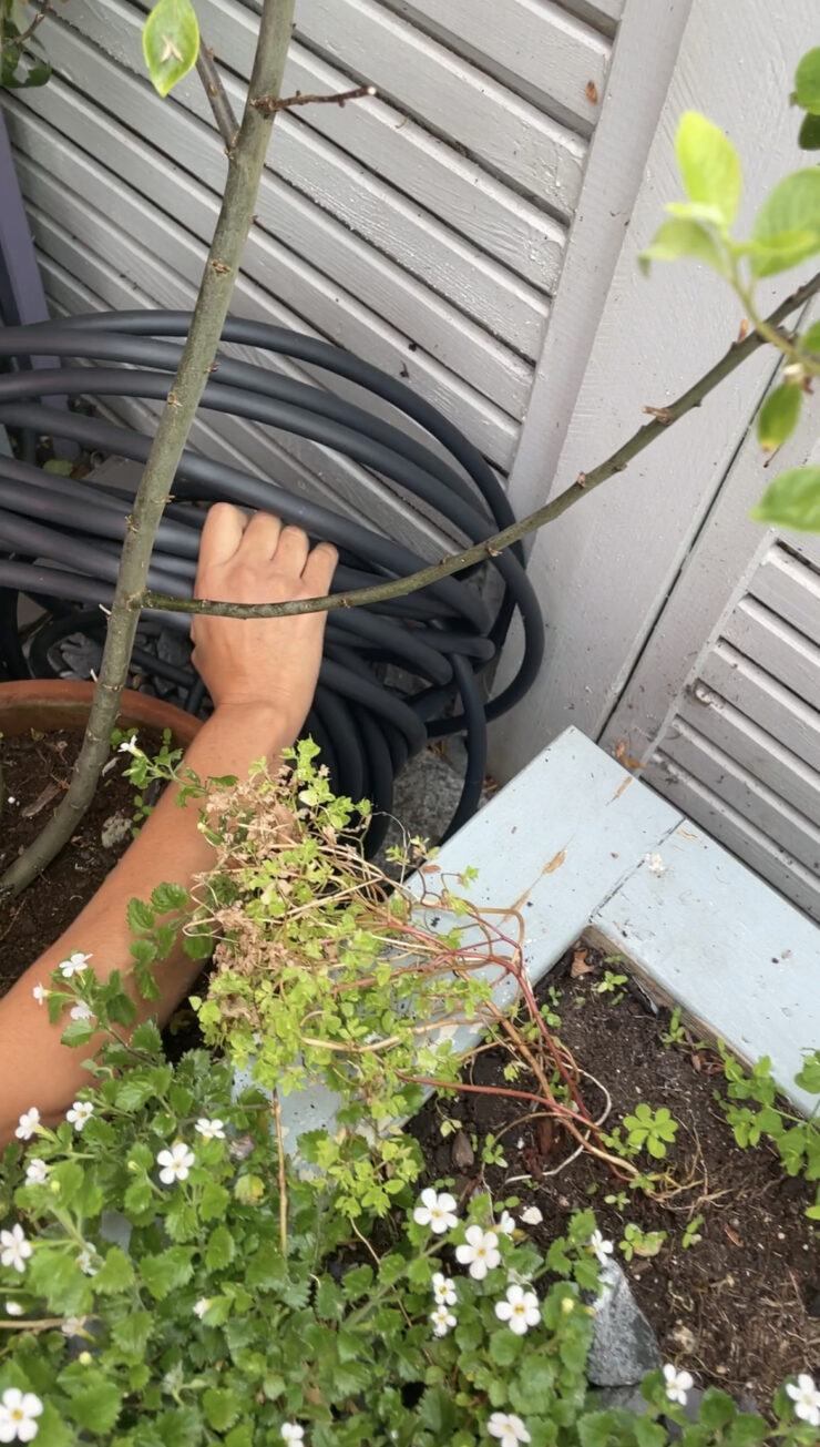 How To Easily Install A DIY Irrigation System In Your Garden | Maxine Brady